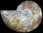 Agatized Ammonite Fossil (Half) #46535-1